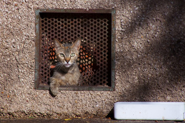 Gato callejero en su refugio