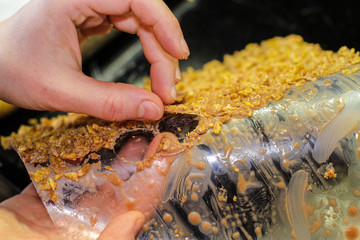 Picking round Cracker Crust off the plastic