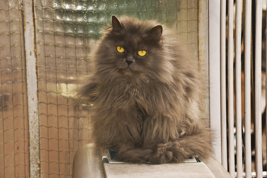 Gato persa en terraza