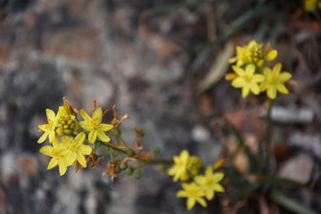 Yellow flowers with green leaves. Simple natural background with a detail of yellow flowers.