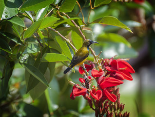 Olive Backed Sunbird. Originally from mangrove habitat, the olive-backed sunbird has adapted well to humans, and is now common even in densely populated areas, forming their nests in human dwellings.