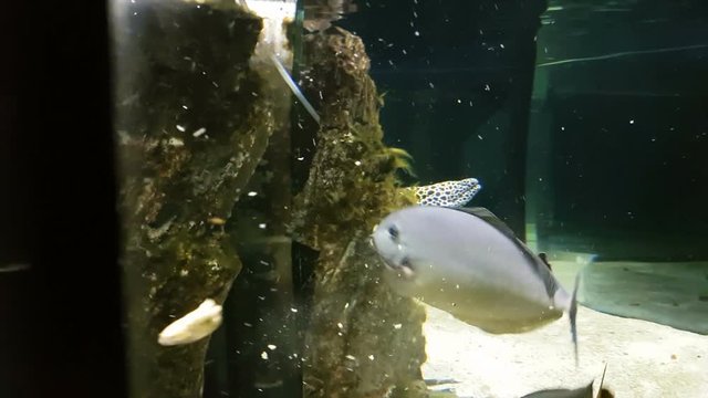 Feeding fish in decorated Marine Aquarium.