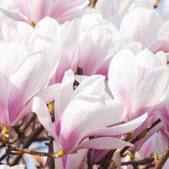 Üppige Blütenpracht einer Magnolie im Frühling, Frohe Ostern, Ziergehölze