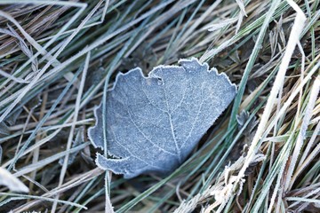 Fallen leaf macro.