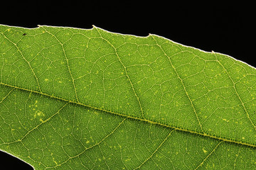 green leaf vein on black