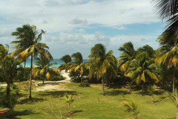 Fototapeta na wymiar Palm trees on the green grass and blue. Varadero, Cuba