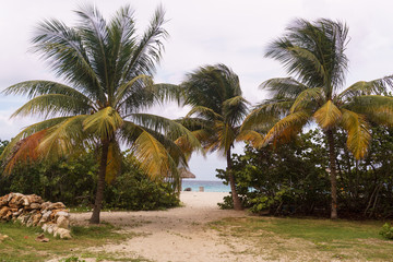 Obraz na płótnie Canvas Palm trees on the green grass and blue. Varadero, Cuba