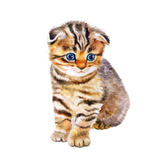 Watercolor portrait of British scottish fold kitten with odd eyes isolated on white background. Hand drawn sweet home pet. Bright colors, realistic look. Emerald eyes. Greeting card design. Clip art - 133146322