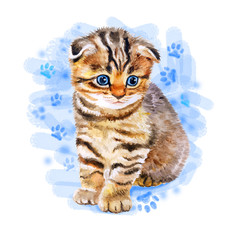 Watercolor portrait of British scottish fold kitten with odd eyes isolated on blue background. Hand drawn sweet home pet. Bright colors, realistic look. Emerald eyes. Greeting card design. Clip art - 133146331