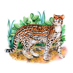 Watercolor portrait of ocelot cat with dots, stripes isolated on nature background. Hand drawn detailed sweet home pet. Bright colors, realistic look. Greeting card design. Clip art. Add text - 133146387