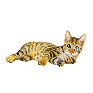 Watercolor portrait of serengeti cat with dots, stripes isolated on white background. Hand drawn detailed sweet home pet. Bright colors, realistic design. Greeting card design. Clip art. Add your text