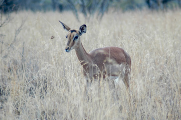 Impala in the grass