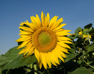 sunflower against the sky