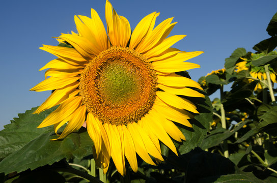 sunflower against the sky