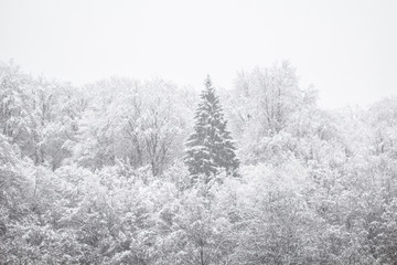 Obraz na płótnie Canvas White idyllic winter forest in a snow blizzard