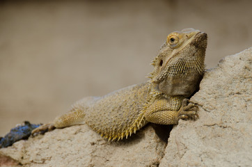 Bearded dragon rest on a rock