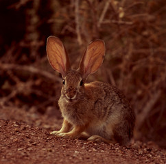 Big Ears for a Small Critter