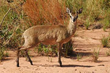 Klipspringer in the mountains