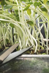 Obraz premium Sunflower plant with scissors