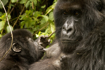 Obraz premium Mountain Gorilla mother with young