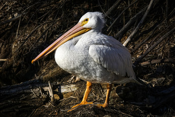 American Pelican