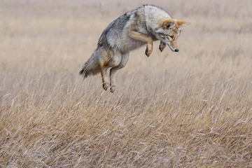 Foto op Canvas Coyote Pounce © Bernie Duhamel