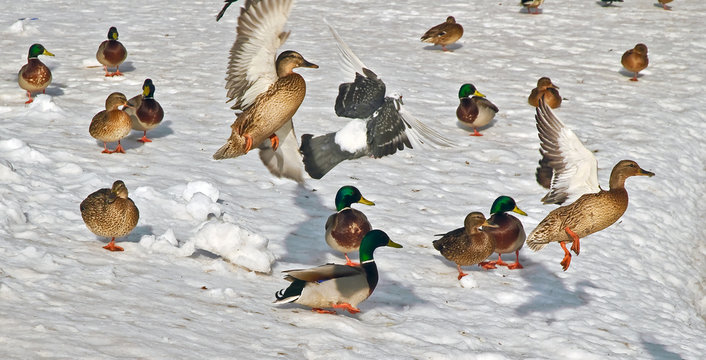 A flock of ducks and a pigeon takes off from snow in the winter