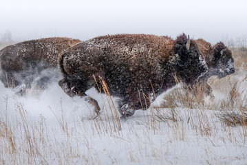 Running Bison - Winter © Bernie Duhamel