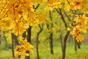 Naklejka na ściany i meble Maple branch on sunny autumn day in park, close up view