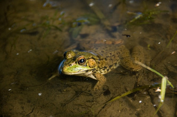 Frog in a Pond
