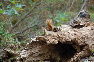 Red Squirrel