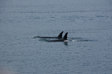 Fototapeta premium Orki