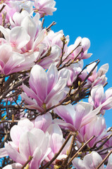 Magnolie an sonnigem Frühlingstag mit strahlend blauem Himmel, Frühlingserwachen, Blütenfülle, Magnolia × soulangeana
