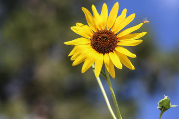 yellow flower