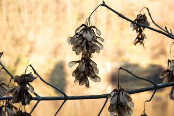 Acer Samara Seeds in Winter