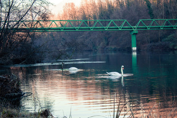 Swans swimming in a river in Italy