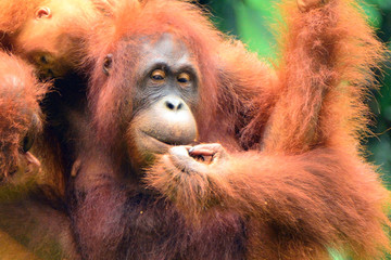 Borneo orangutan, Semenggoh, Sarawak, Malaysia