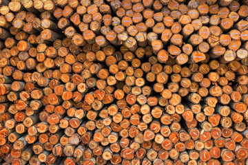 Eucalyptus trees for foundation pile 