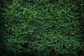 Fototapeta premium green leaves wall in the garden.