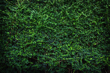 green leaves wall in the garden.