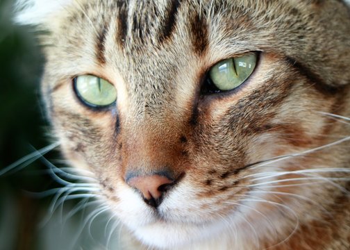 Highland Lynx