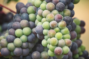 Grapes in vineyard