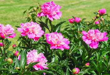 Obraz premium Hot pink peonies (Paeonia) in the country