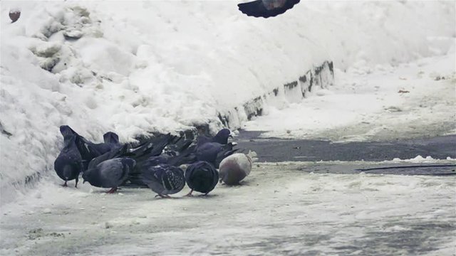 Pigeon flies in slow motion to his flock, which bite the food on the ground in winter day