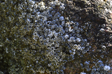Acorn barnacles clustered on a natural rock wall