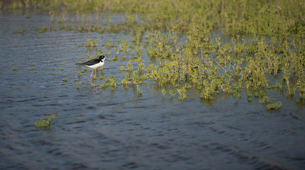 A Black-Necked Stilt wading in water on the island of Maui.