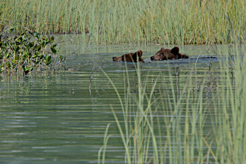 Grizzly Cubs Swimming in Lake Clark