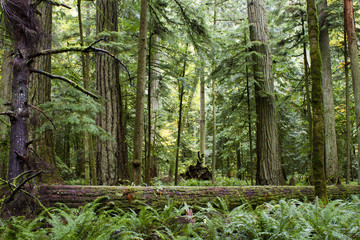 Obraz premium MacMillan Provincial Park Cathedral Grove Vancouver Island
