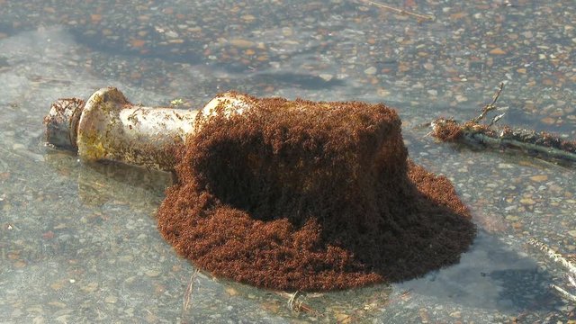 Fire Ants Fight to Survive Flood