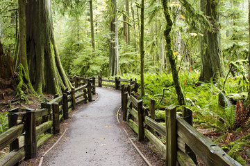 MacMillan Provincial Park Cathedral Grove Vancouver Island © nalidsa